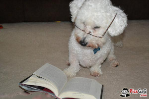 Cute Funny Dog Reading Book