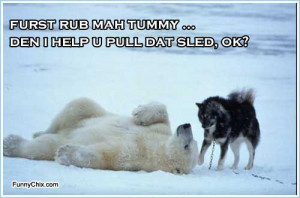 best new funny pictures polar bear and husky dog are winter friends