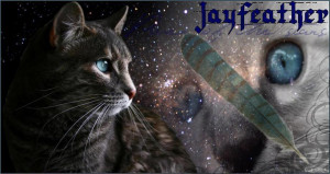 Jayfeather-warrior-cat- by xoxeaglexox