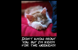 its friday almost friday cat batman thank god its friday