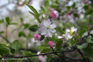 Plum Blossom Resolution Pixels