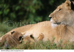 Lioness And Cubs Quotes Lioness nursing cubs.