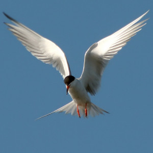 20 Fantastic Pictures of Birds Flying