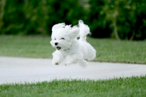 Why Do Dogs Run Away? 5 Reasons.