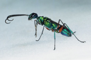 76125208-emerald-cockroach-wasp-or-jewel-wasp-side-gettyimages.jpg?v=1 ...