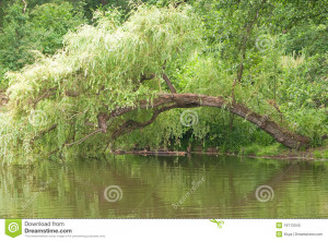Weeping Willows Willow Tree