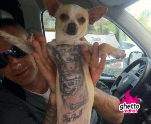 Gangster dog loves pit bulls