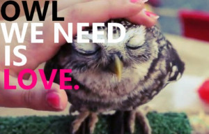 cute, love, owl, photography, quote