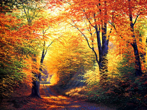 autumn desktop background