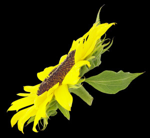 Posted by Doina at 6:22 PM