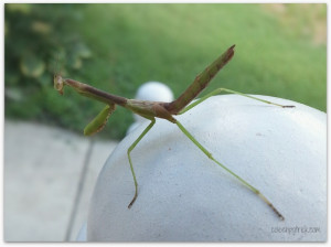praying mantis on my porch