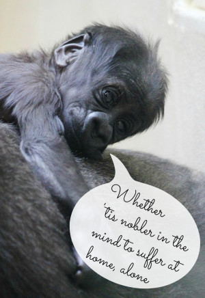 Displaying 13> Images For - Funny Gorilla Pictures With Quotes...
