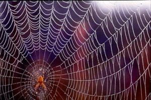 tangled web we weave by bill bonner oh what a tangled web we weave ...