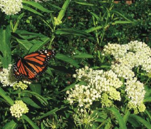 Milkweed By Jerry Spinelli. Never give me the title of hes a Orphaned ...