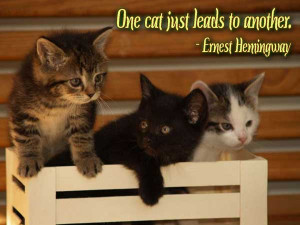 One cat just leads to another.