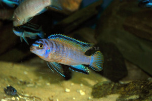 White Tail Acei Cichlid