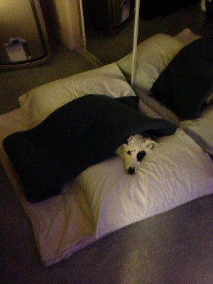 ... Bagans Zak Bagans, Doggie Gracie, Ghosts Adventure Zak Bagans, Bagans