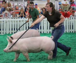 My last time in the ring was to show a daughter of my favorite ...