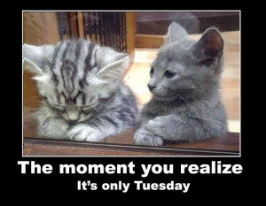 quotes quote cats days of the week cute kittens tuesday tuesday quotes ...