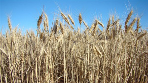 Eyre Peninsula grain ready to harvest Emma Pedler