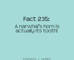 ... www.graphics99.com/a-narwhals-horn-is-actually-its-tooth-fact-quote
