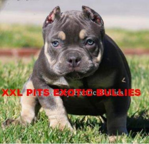 Cachorros Bully Tri Color Y Pitbull Gris Con Papeles Dispon