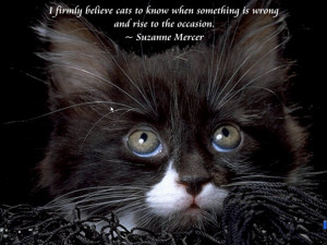 Cats and Quotes Scenic Reflections 3.0 : A cute kitten