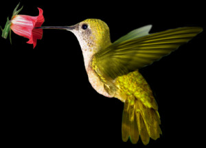 Colibri Design Deviantart