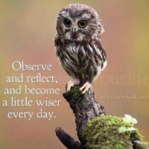 Observe and reflect