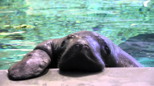 cute florida manatee manatees snooty southern florida this is ...