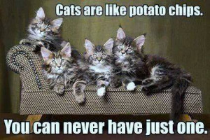 Cats are like potato chips…