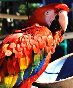 Uncle Sandy's Macaw Bird Park... Pensacola, Florida... More