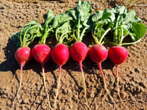 Home » Blog » Vegetables » Radish » Radish, Crimson Giant