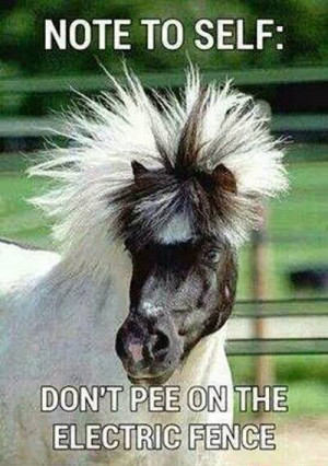 Note to self – Horse meme
