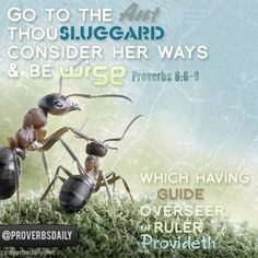 Proverbs 6:6-9 Go to the ant thou sluggard More