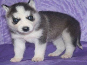 Siberian Husky Puppies Images