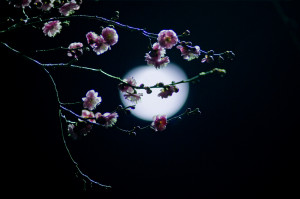 ... the going.~Seung Sahn(Photo: Plum blossoms at night by Kouji Tomihisa
