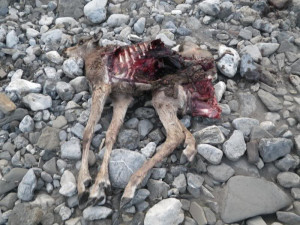 Re: DIY SHeep hunt, Kifaru Style.