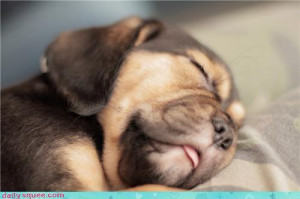 These are the funny dog sleeping pictures quotes photos with Pictures