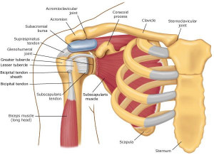 anatomy pictures | shoulder anatomy ant muscle 300x218 Good Hurt, Bad ...