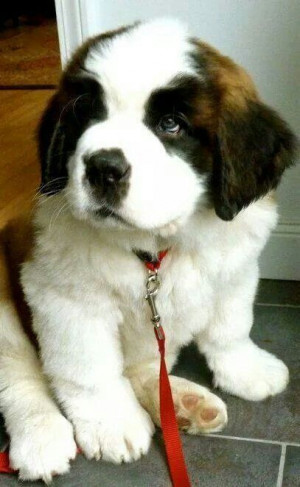 Saint Bernard puppy--I want one! Saint Bernards Puppies, Saint Bernard ...