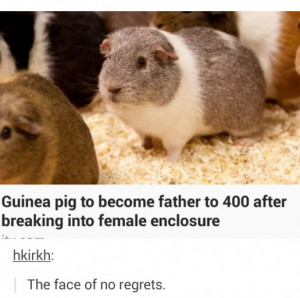 guinea pig funny quotes