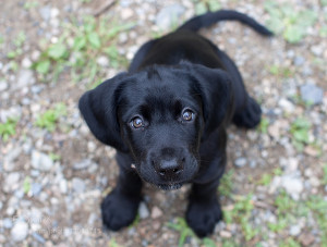 Black Lab Puppy Eyes