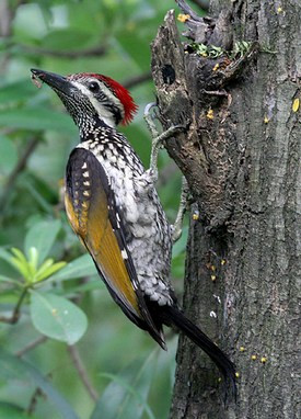 Black-rumped Flameback (woodpecker)