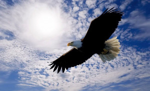 soar you eagle soar up high