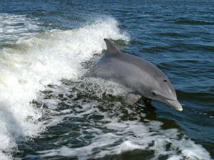 dolphins-are-dangerous-animals-that-could-rape-you-and-kill-your-baby ...