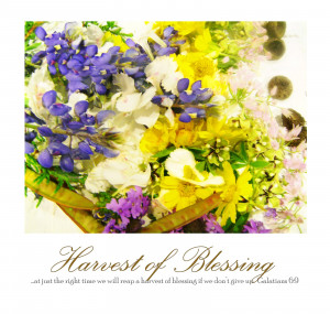 Harvest of Blessing...
