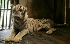 ... mount to shut down Indonesian zoo with disturbing animal deaths