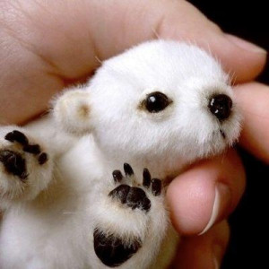 Super tiny baby Panda