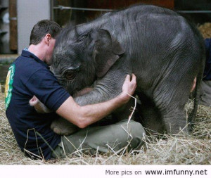 Baby elephant greets his keeper / Funny Pictures, Funny Quotes – ...